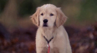 圣诞巴迪剧照的剧照