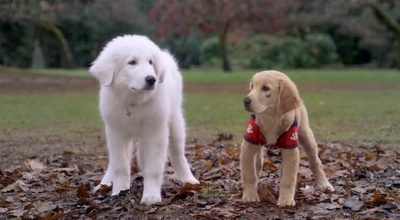 圣诞巴迪剧照的剧照