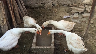 旧梦剧照的剧照