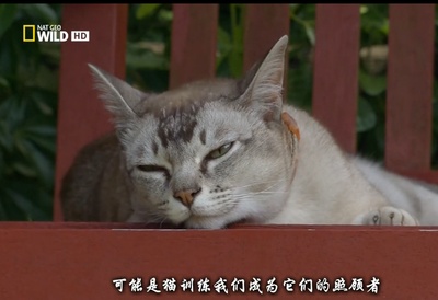 猫咪的狂野一面剧照的剧照