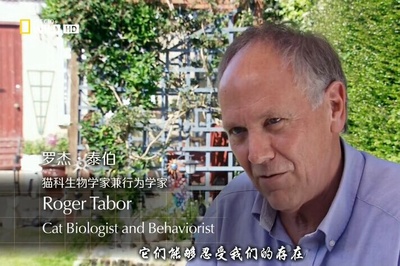 猫咪的狂野一面剧照的剧照