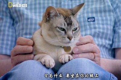 猫咪的狂野一面剧照的剧照