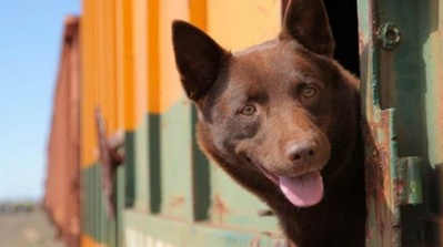 红犬历险记剧照的剧照