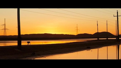 红犬历险记剧照的剧照