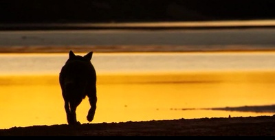 红犬历险记剧照的剧照