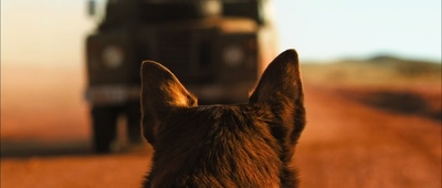 红犬历险记剧照的剧照