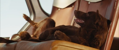 红犬历险记剧照的剧照