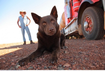 红犬历险记剧照的剧照