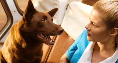 红犬历险记剧照的剧照