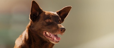 红犬历险记剧照的剧照