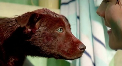 红犬历险记2：蓝犬剧照的剧照