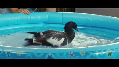 爱情鸟剧照的剧照