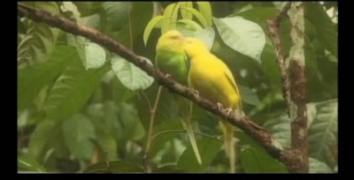 爱情鸟剧照的剧照