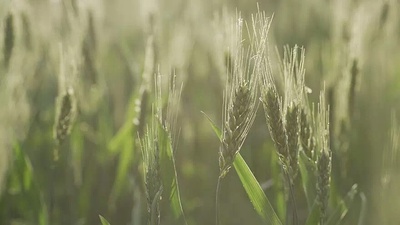 食为天剧照的剧照