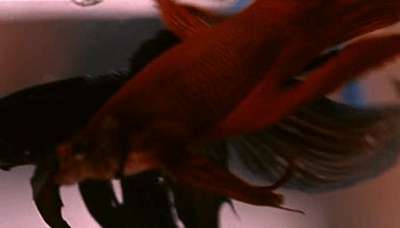 走火枪剧照的剧照