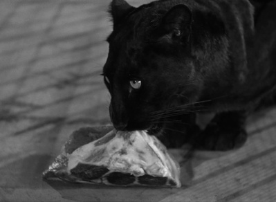 豹族剧照的剧照