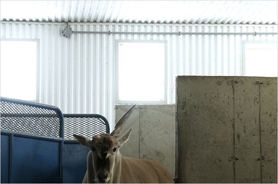 静观百兽剧照的剧照