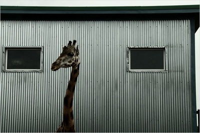 静观百兽剧照的剧照