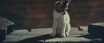 猛龙过江剧照的剧照