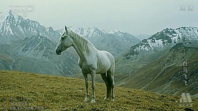 白马飞飞剧照的剧照