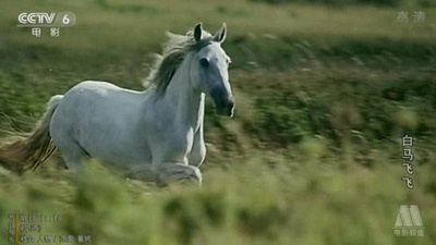 白马飞飞剧照的剧照