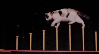 婚姻间奏曲剧照的剧照