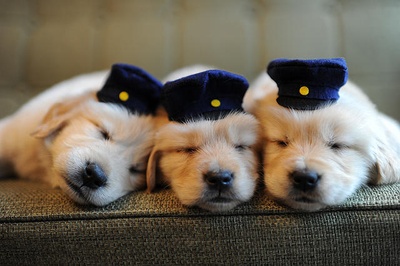 小狗的巡警先生剧照的剧照