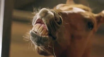 骏马开心果剧照的剧照