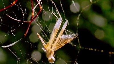 逃亡鳄鱼岛剧照的剧照