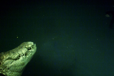 逃亡鳄鱼岛剧照的剧照