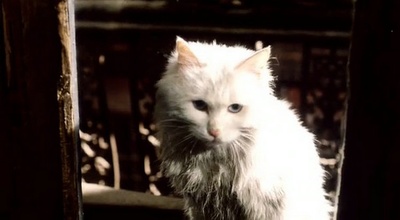 阳光天井剧照的剧照