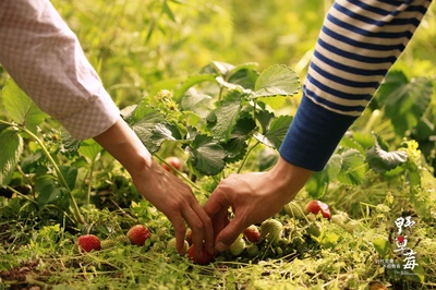 野草莓剧照的剧照