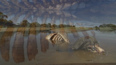 国家地理：冷酷宿敌剧照的剧照