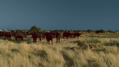 国家地理：冷酷宿敌剧照的剧照