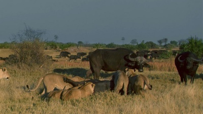 国家地理：冷酷宿敌剧照的剧照