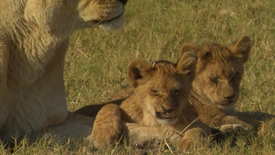 国家地理：冷酷宿敌剧照的剧照