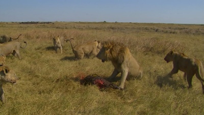国家地理：冷酷宿敌剧照的剧照