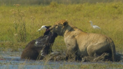 国家地理：冷酷宿敌剧照的剧照