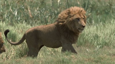 国家地理：冷酷宿敌剧照的剧照