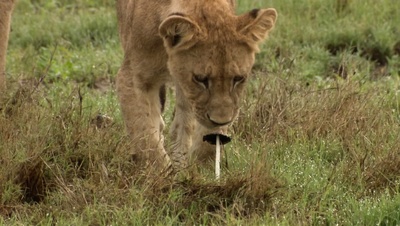 国家地理：冷酷宿敌剧照的剧照