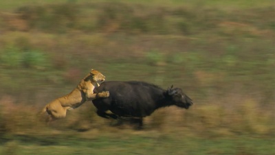 国家地理：冷酷宿敌剧照的剧照