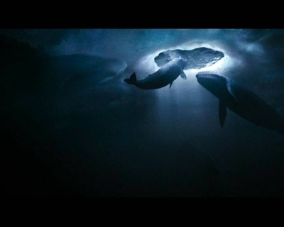 鲸奇剧照的剧照