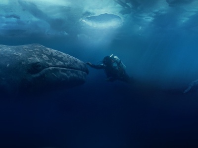 鲸奇剧照的剧照