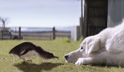 企鹅小守护剧照的剧照