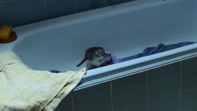 企鹅小守护剧照的剧照