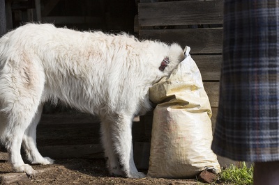 企鹅小守护剧照的剧照