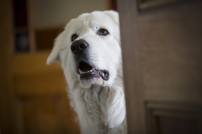 企鹅小守护剧照的剧照