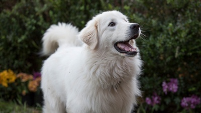 企鹅小守护剧照的剧照