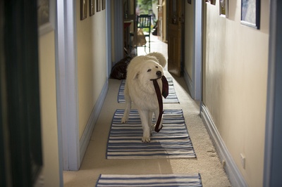 企鹅小守护剧照的剧照