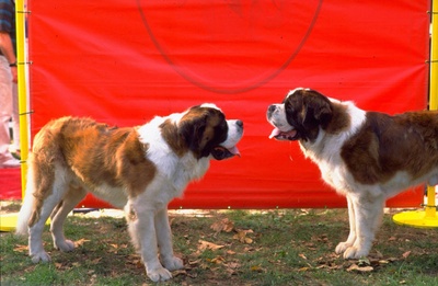 无敌当家4剧照的剧照